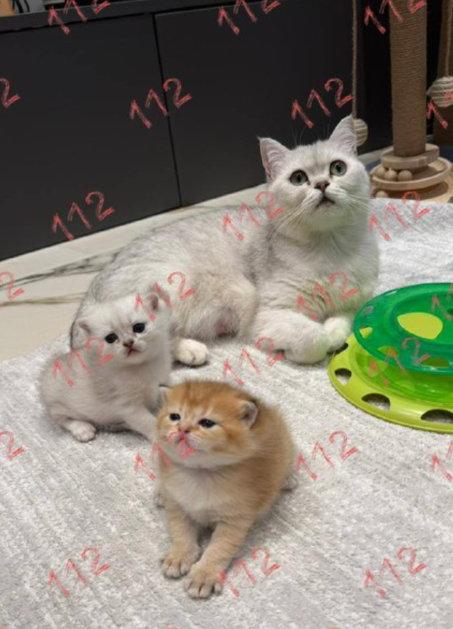 Как спасти сразу 3 жизни