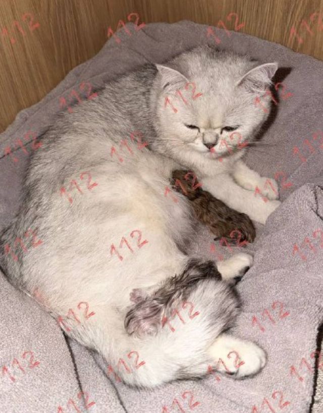 Как спасти сразу 3 жизни