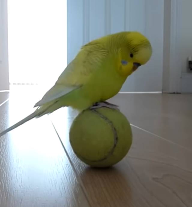 Чувство равновесия у попугаев