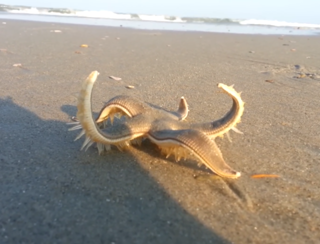 Как ходит морская звезда