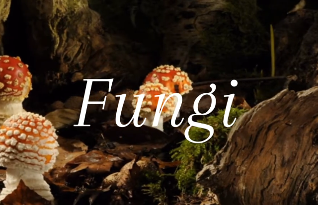 Рост грибов в таймлапсе