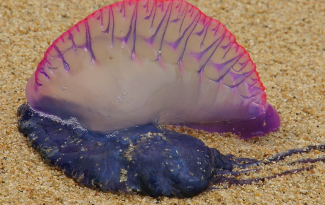 Португальская каравелла