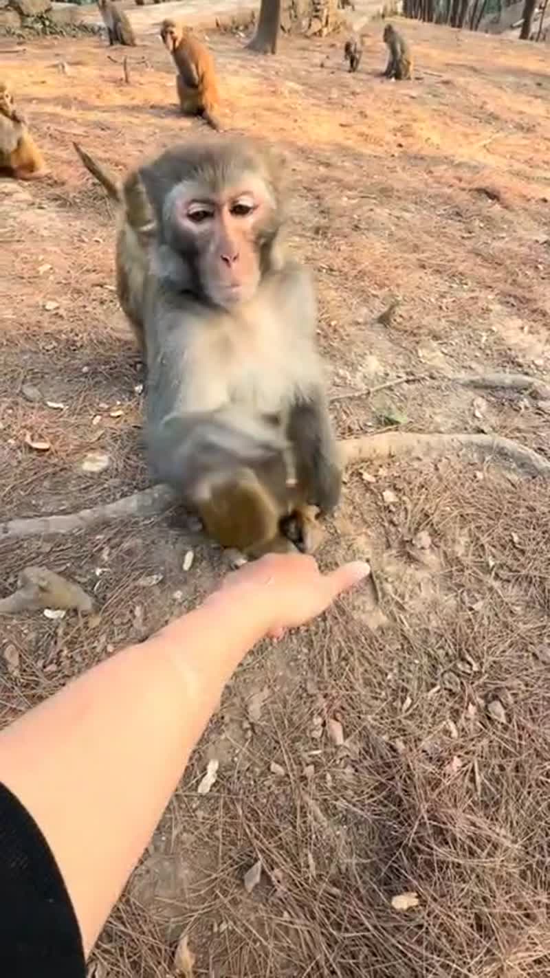 Смешная обезьяна