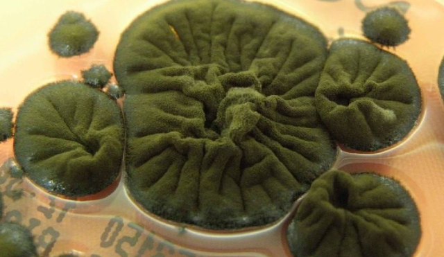 Гриб, который питается радиацией