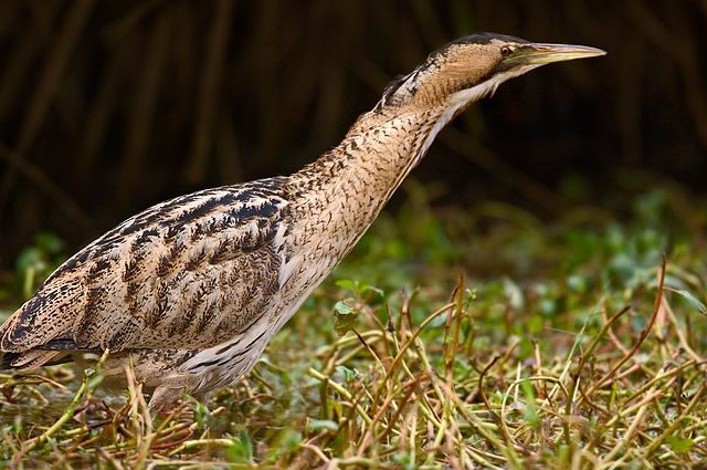 Прикольная птица выпь