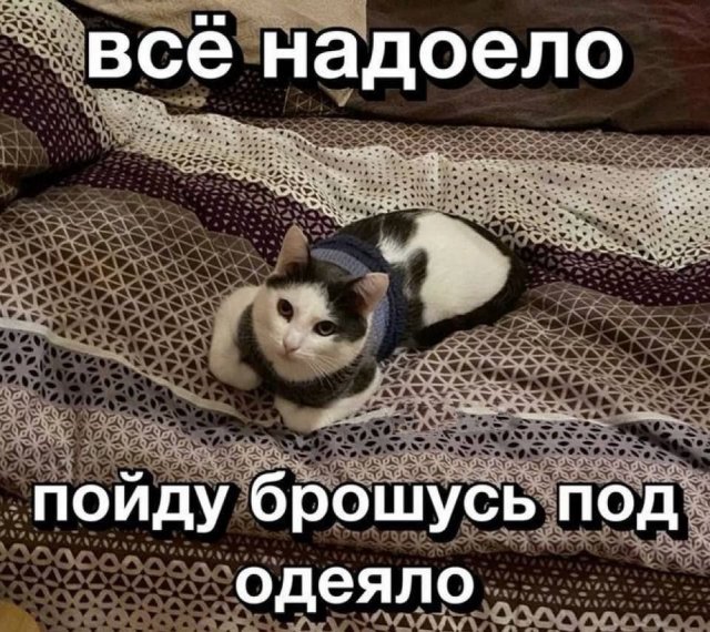 Лучшие шутки и мемы из Сети - 08.12.2025