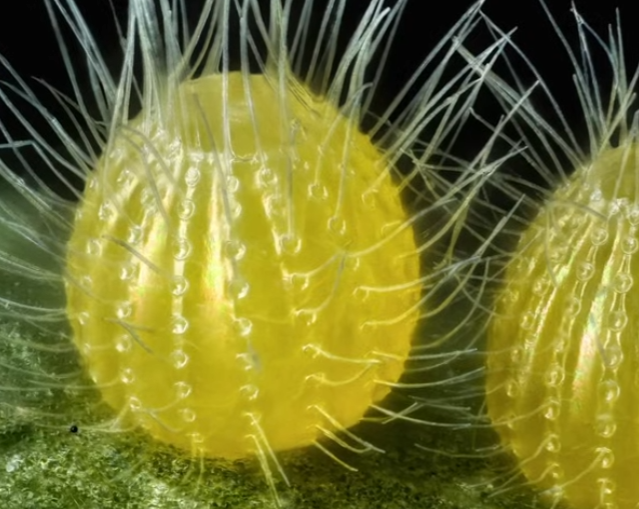 Разные объекты под микроскопом Разные объекты под микроскопом