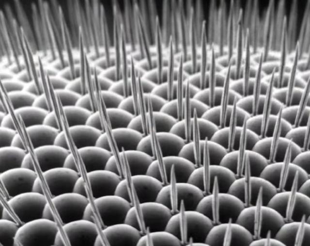 Разные объекты под микроскопом Разные объекты под микроскопом