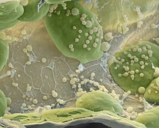 Разные объекты под микроскопом Разные объекты под микроскопом