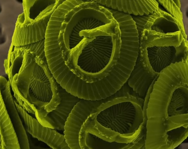 Разные объекты под микроскопом Разные объекты под микроскопом