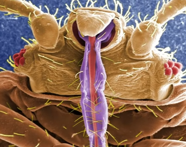 Разные объекты под микроскопом Разные объекты под микроскопом