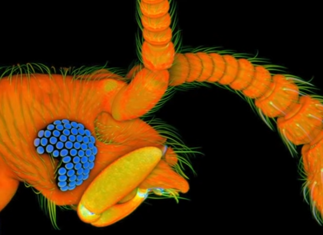 Разные объекты под микроскопом Разные объекты под микроскопом