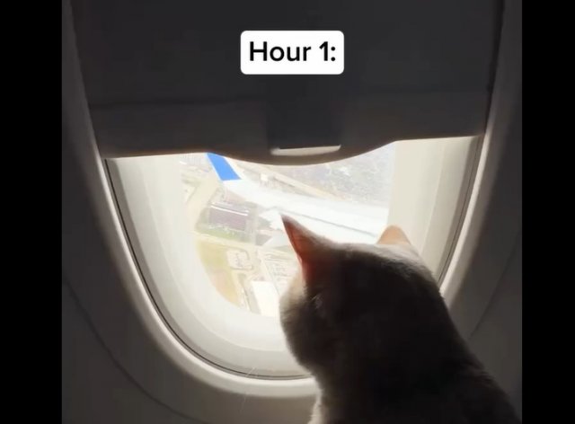 Коты-путешественники: неужели они летят так спокойно