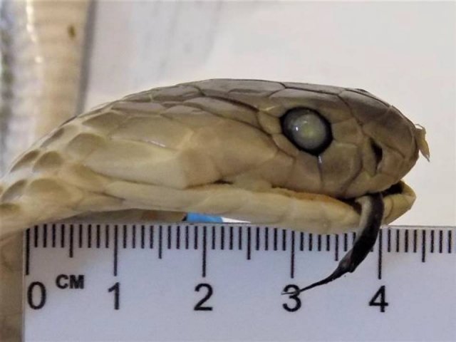 Змеиное вино с настоящей коброй внутри изъяли алтайские таможенники у пассажирки из Вьетнама