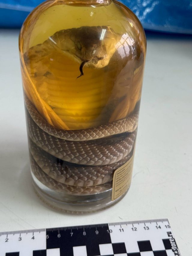 Змеиное вино с настоящей коброй внутри изъяли алтайские таможенники у пассажирки из Вьетнама