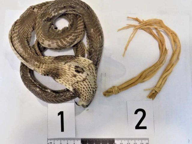 Змеиное вино с настоящей коброй внутри изъяли алтайские таможенники у пассажирки из Вьетнама