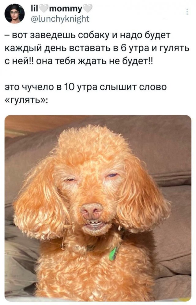 Подборка забавных твитов обо всем