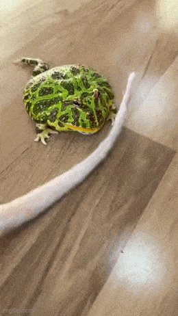 Подборка гифок -  10.12.2025