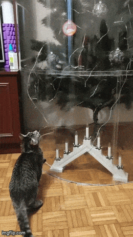 Подборка гифок -  10.12.2025