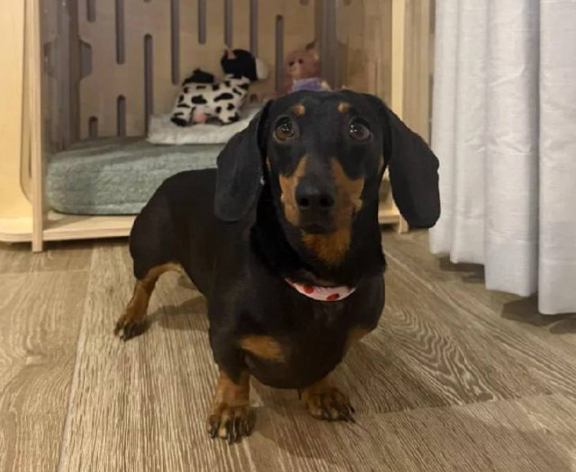 Собака выжила на острове полтора года без хозяев Собака выжила на острове полтора года без хозяев