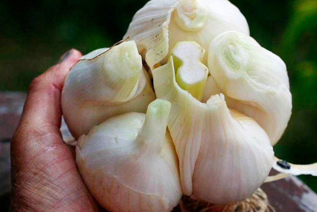 Чесночный запах делает мужчину привлекательнее Чесночный запах делает мужчину привлекательнее