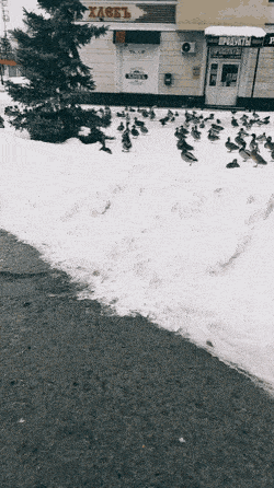 Подборка гифок -  11.12.2025