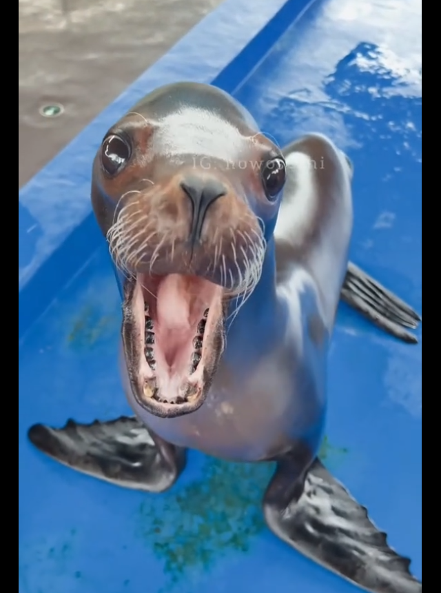 Смешной морской лев