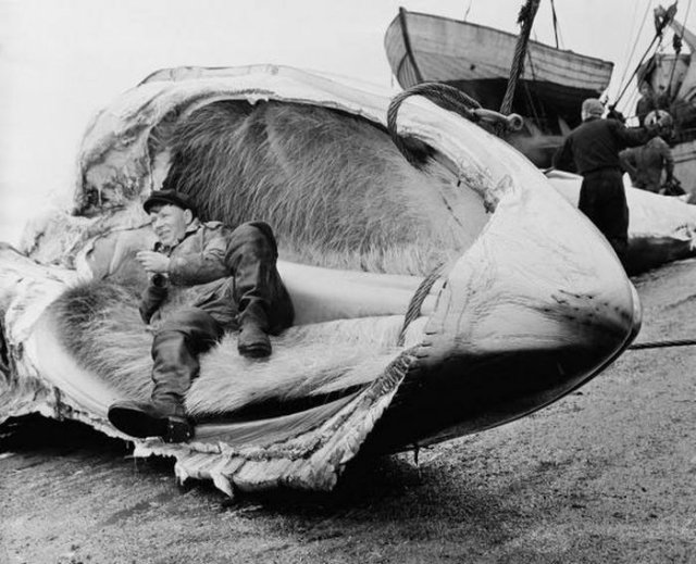 Китобойный промысел в Приморском крае, 1960 г.
