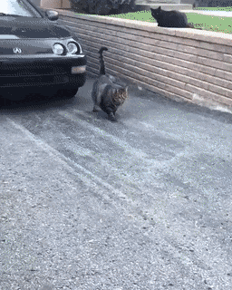 Подборка гифок -  12.12.2025