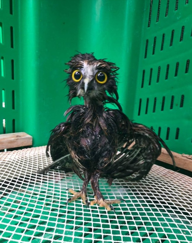 Так выглядит промокшая сова