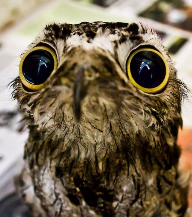 Так выглядит промокшая сова