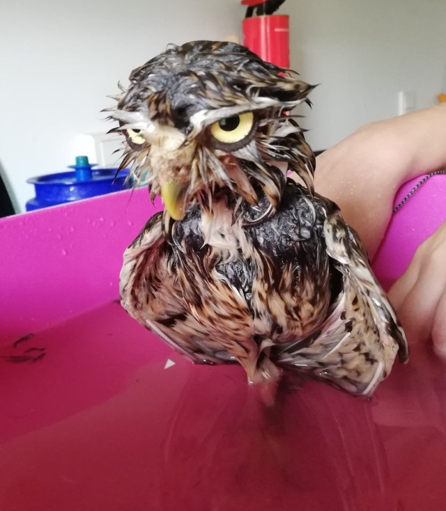 Так выглядит промокшая сова