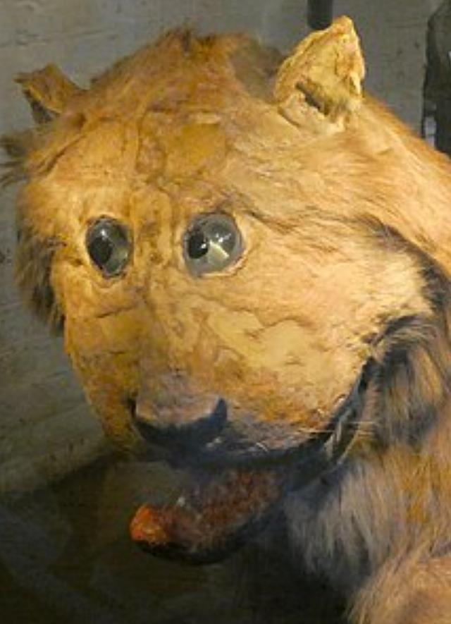 Грипсхольмский лев