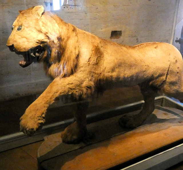 Грипсхольмский лев