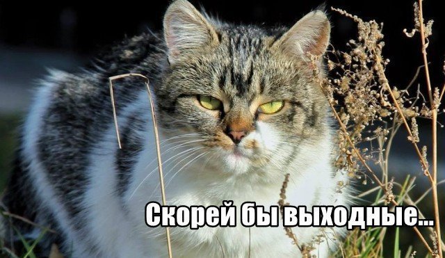 Трынделка - 15.12.2025