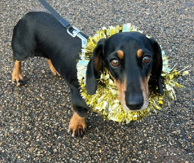 Сотни такс на прогулке