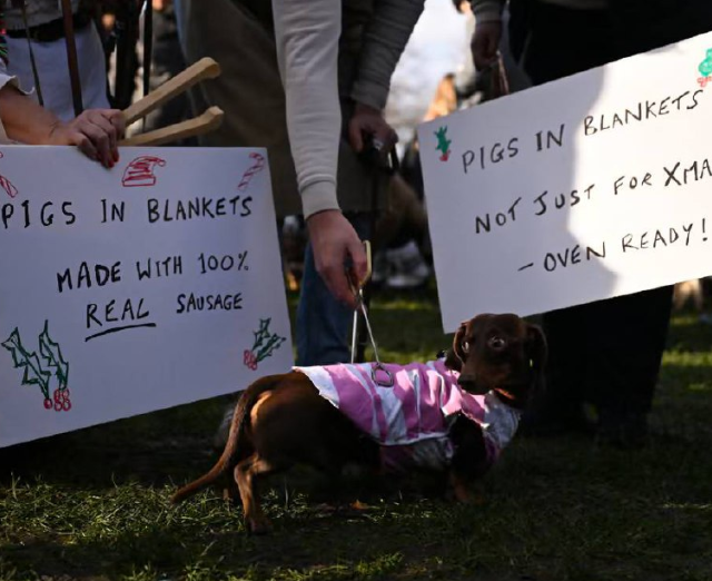 Сотни такс на прогулке