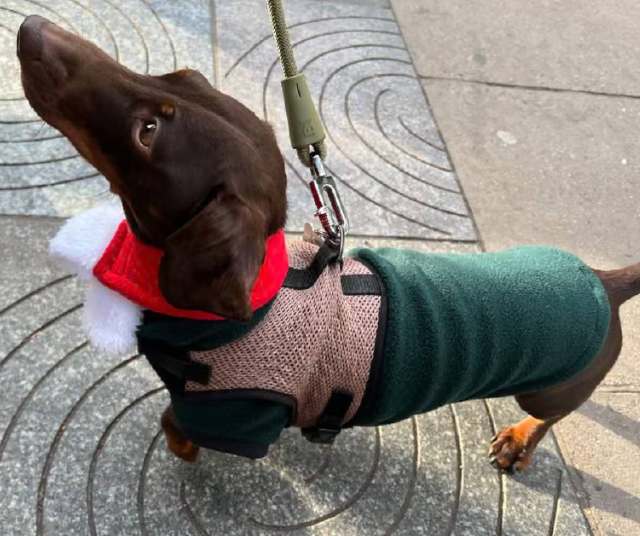 Сотни такс на прогулке