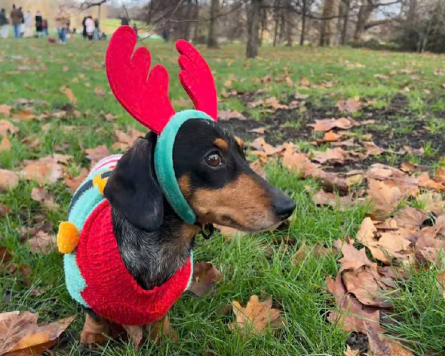 Сотни такс на прогулке