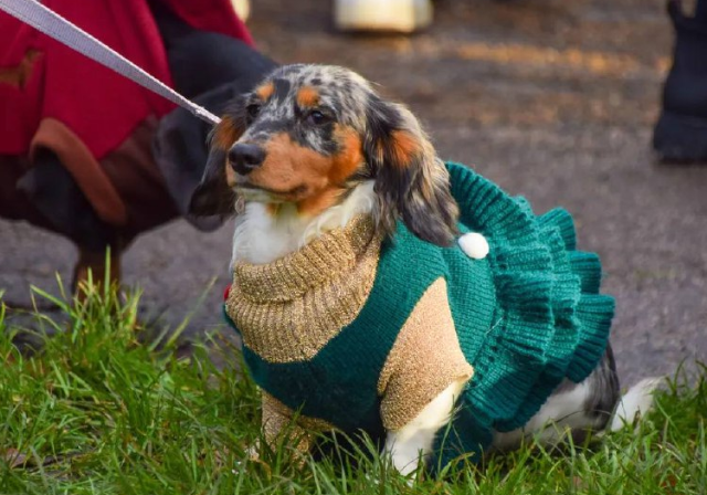 Сотни такс на прогулке