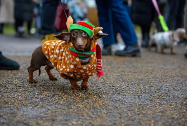 Сотни такс на прогулке