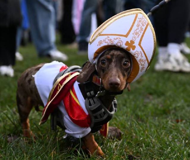 Сотни такс на прогулке