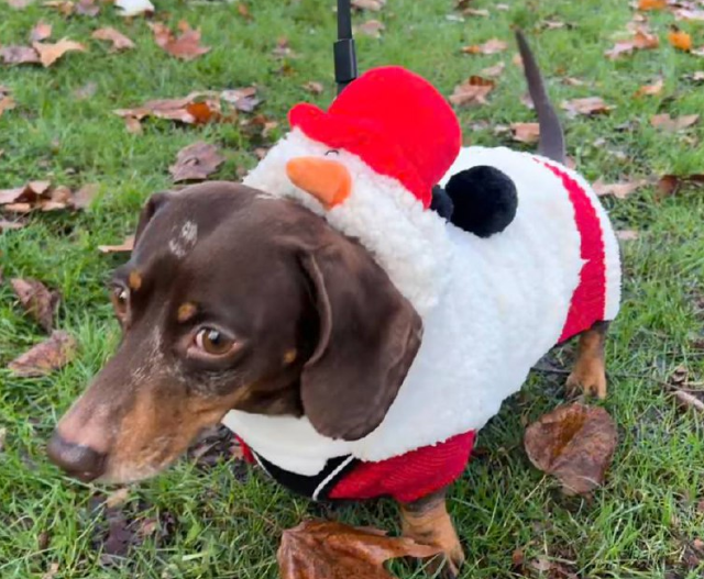 Сотни такс на прогулке