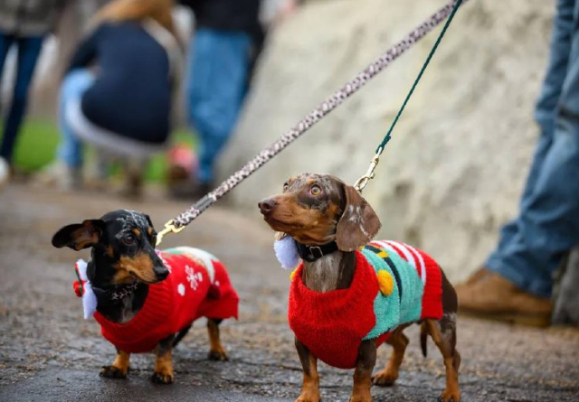 Сотни такс на прогулке