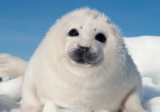 Милый тюлень