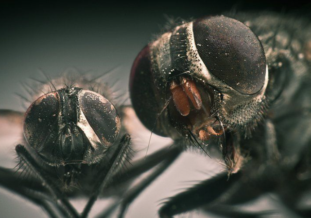 Мухи сами себе отрывают головы