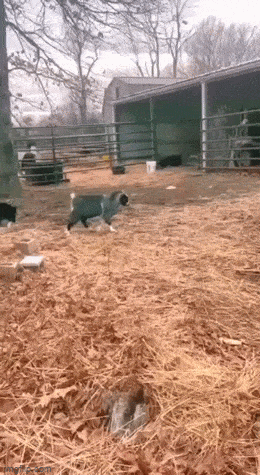 Подборка гифок -  17.12.2025