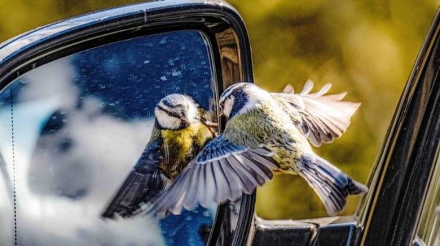 Подборка картинок. Вечерний выпуск - 17.12.2025