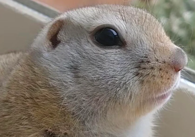 Суслик Ричардсона