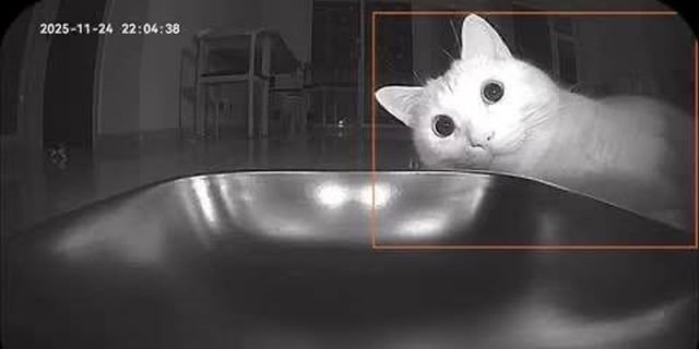 Автоматическая кормушка "сломала" кота